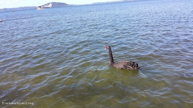 湖中的小鸭